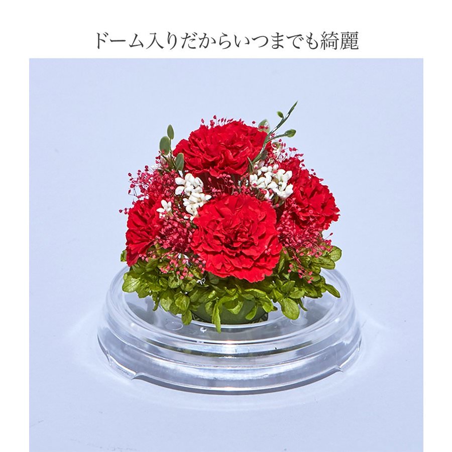 【お祝いに枯れない花・ドーム入】カーネーションのプリザーブドフラワーでつくるフラワードーム(Mサイズ)全6色 - 画像 (3)