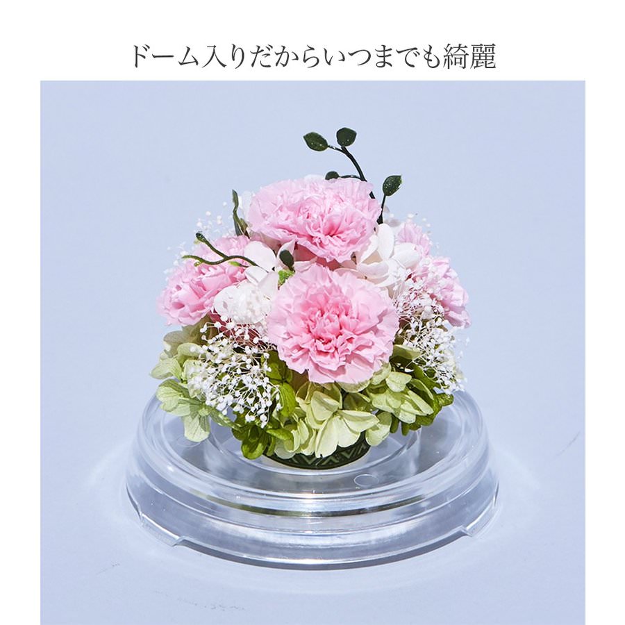 【お祝いに枯れない花・ドーム入】カーネーションのプリザーブドフラワーでつくるフラワードーム(Mサイズ)全6色 - 画像 (5)