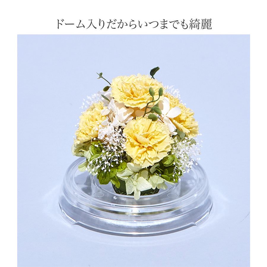 【お祝いに枯れない花・ドーム入】カーネーションのプリザーブドフラワーでつくるフラワードーム(Mサイズ)全6色 - 画像 (7)