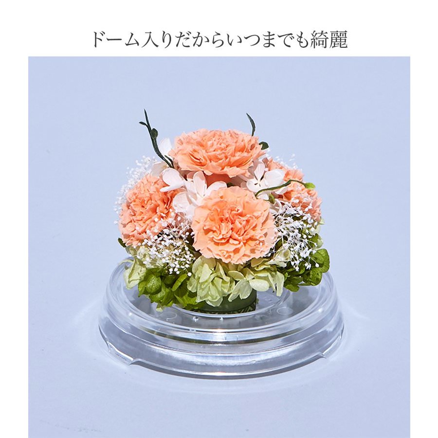 【お祝いに枯れない花・ドーム入】カーネーションのプリザーブドフラワーでつくるフラワードーム(Mサイズ)全6色 - 画像 (12)