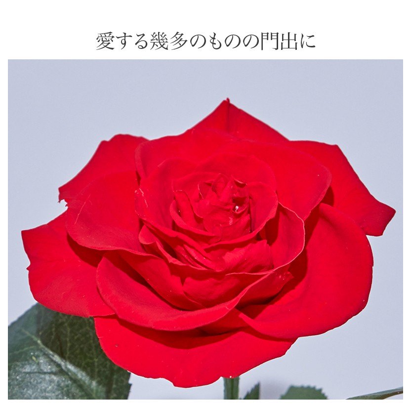 【お祝い用・枯れない花ギフト】真紅のバラ3輪のプリザーブドフラワー(ドーム入り)造花インテリア花ギフト - 画像 (3)